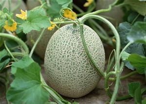 孩子发烧吃哈密瓜,哈密瓜助力降温