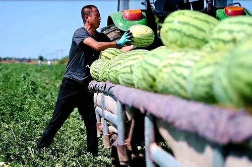 邢台吃瓜新事件,揭秘背后真相与热议焦点