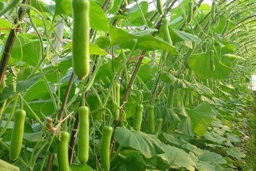 吃瓠瓜要去皮嘛,吃瓠瓜前必看！