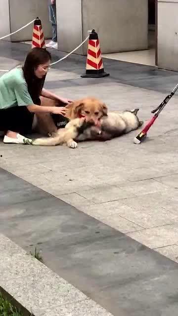 吃瓜小狗主人图片高清,吃瓜小狗主人背后的故事