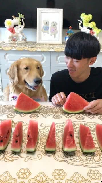 吃瓜小狗主人图片高清,吃瓜小狗主人背后的故事