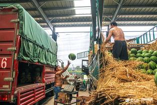 日照广场吃瓜,夏日吃瓜盛宴，共享清凉时光