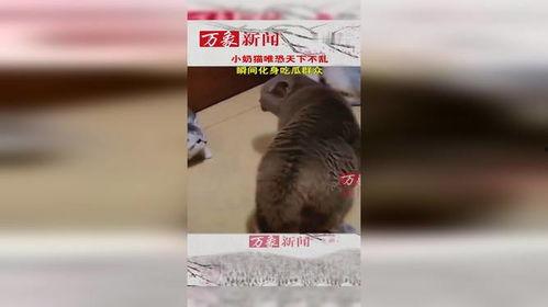 吃瓜 猫,揭秘猫咪的神秘食趣