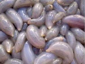 吃瓜找地瓜,吃瓜乐趣寻地瓜之旅