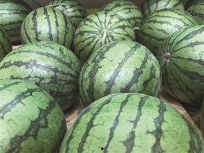 吃瓜找地瓜,吃瓜乐趣寻地瓜之旅