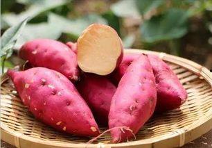 吃瓜找地瓜,吃瓜乐趣寻地瓜之旅