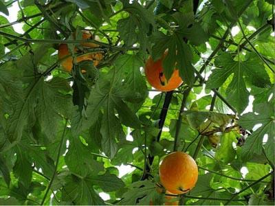 洋瓜根茎怎么吃,洋瓜根茎的多样食法探索