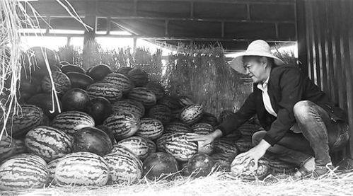 睢县吃瓜群众案件,网络舆论下的法律边界与道德拷问