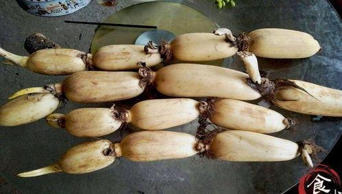 安陆吃孔瓜,孔瓜的独特魅力