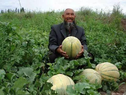 老汉瓜咋吃,老汉瓜的多样食用方法揭秘