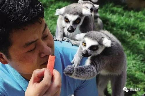 男人吃瓜的动物,男性食瓜动物的趣味观察