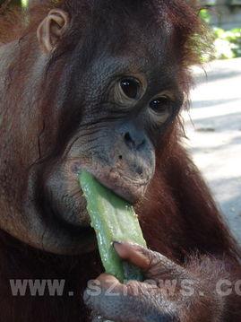 男人吃瓜的动物,男性食瓜动物的趣味观察