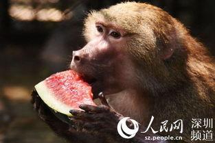 男人吃瓜的动物,男性食瓜动物的趣味观察