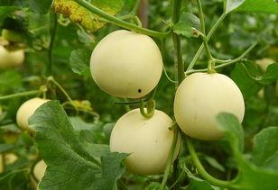 西仓吃瓜,一场吃瓜群众的狂欢盛宴