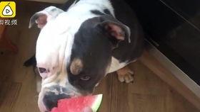 猫蛇狗吃瓜,揭秘宠物界的趣味生活