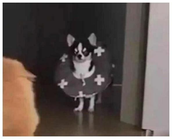 猫蛇狗吃瓜,揭秘宠物界的趣味生活