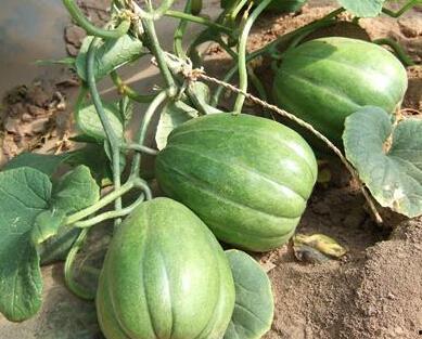 吃瓜文件病毒,一场网络传播的狂欢与反思