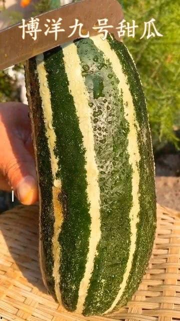 如何知道瓜熟了没有吃,如何判断瓜果是否成熟