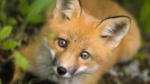 狐狸吃不吃大面瓜,揭秘狐狸是否爱吃大面瓜