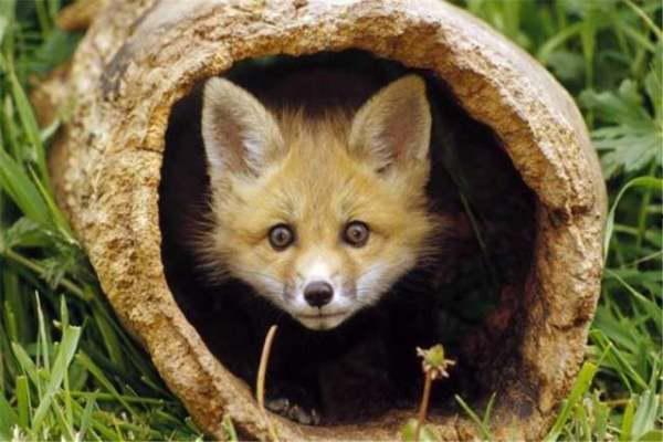 狐狸吃不吃大面瓜,揭秘狐狸是否爱吃大面瓜