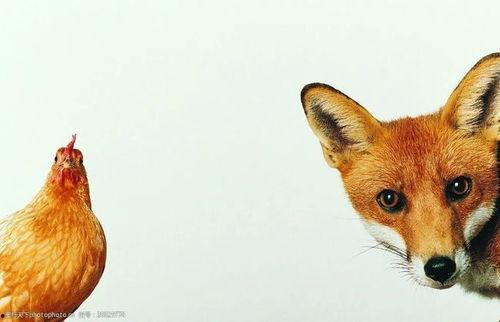 狐狸吃不吃大面瓜,揭秘狐狸是否爱吃大面瓜