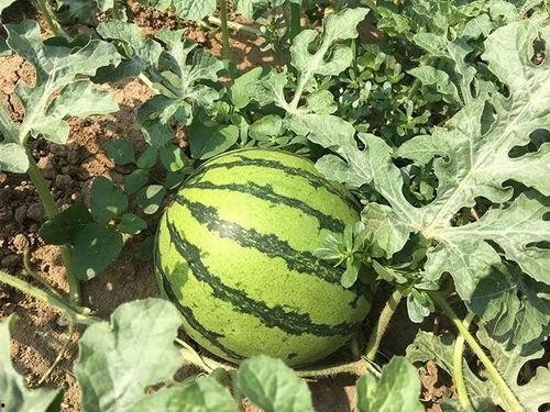 特别吃瓜视频,带你领略娱乐圈幕后风云