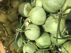 梦见摘别人瓜菜吃,揭秘摘取他人瓜菜的秘密寓意