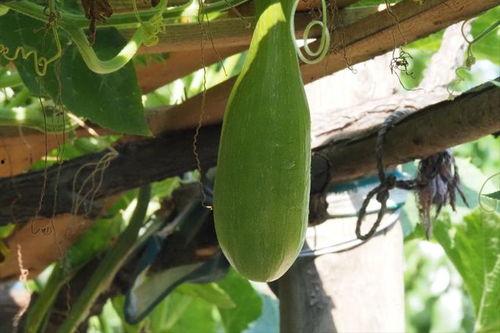 7月吃瓜,盘点那些年我们一起“瓜”过的热点事件