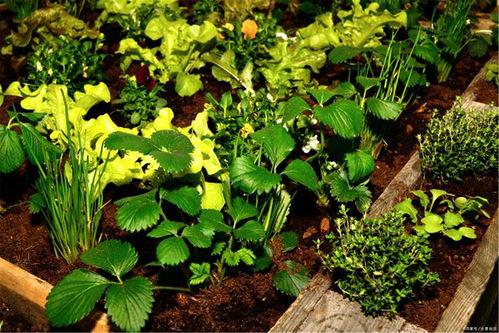 春季吃花夏季吃瓜,四季美食之旅