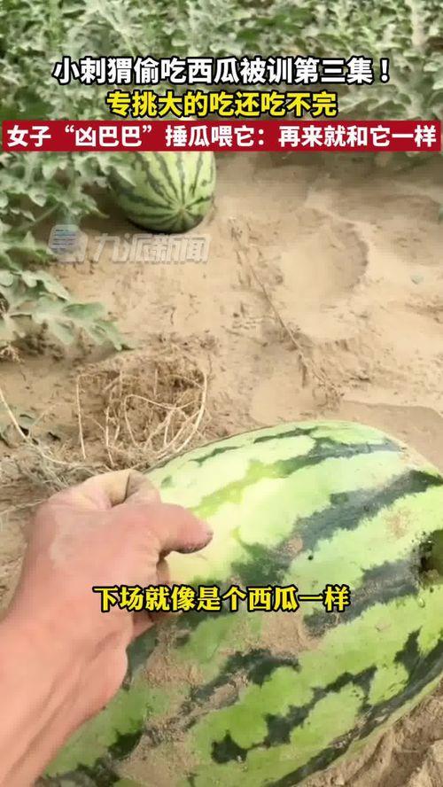 新疆吃瓜在线观看,一场视觉与味蕾的双重盛宴