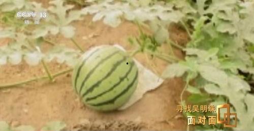 吃瓜人员,一场全民参与的娱乐盛宴