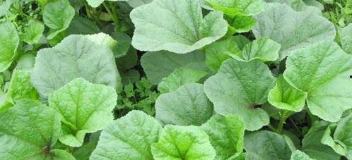 苋菜和瓠瓜可以一起吃吗,健康搭配，美味共享