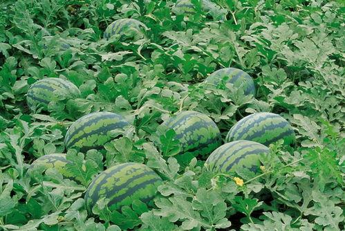 四川遂宁吃瓜,探寻四川遂宁的美食风情