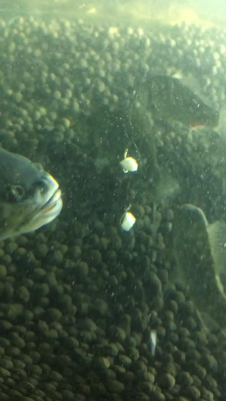 带你吃瓜捕鱼视频大全,带你吃瓜捕鱼视频大全精彩回顾