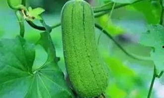 处处吃瓜,揭秘处处吃瓜背后的故事