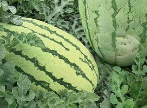 大理瓜花怎么吃,解锁美味新境界