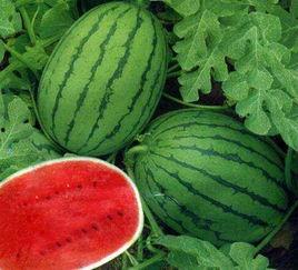 社会吃瓜网,揭秘娱乐圈幕后故事，带你领略真实娱乐圈