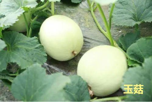 维希度斯吃瓜,揭秘娱乐圈幕后风云