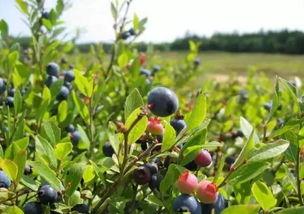 桑植新娘吃瓜,一场别开生面的婚礼习俗揭秘