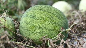 兰州吃蜜瓜,探寻兰州蜜瓜的独特魅力