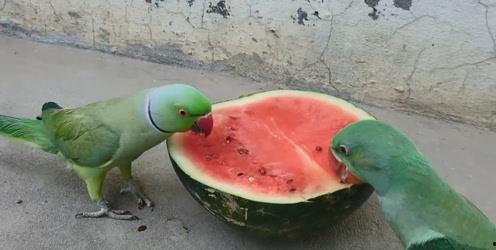 吃瓜吃多腹泻,揭秘夏日消暑美食背后的健康隐患