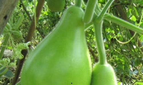 吃瓠瓜头晕,揭秘吃瓠瓜引发头晕的神秘现象