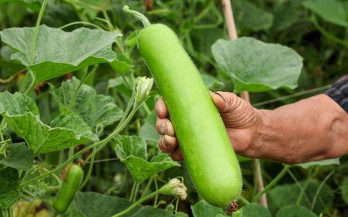 吃瓠瓜头晕,揭秘吃瓠瓜引发头晕的神秘现象