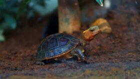 吃瓜污龟,揭秘网络热词背后的趣味与争议