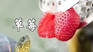 吃瓜污龟,揭秘网络热词背后的趣味与争议