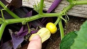 南瓜苗专门吃瓜