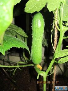 南瓜苗专门吃瓜