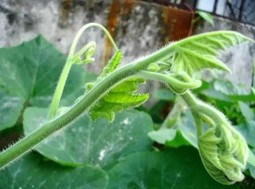 南瓜苗专门吃瓜