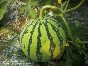 吃瓜背瓜,吃瓜群众背后的瓜田秘闻