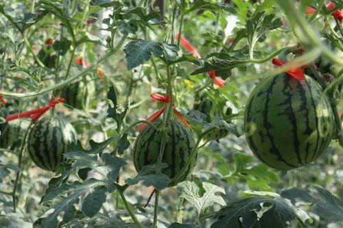 济南吃瓜图片大全,吃瓜群众的味蕾盛宴